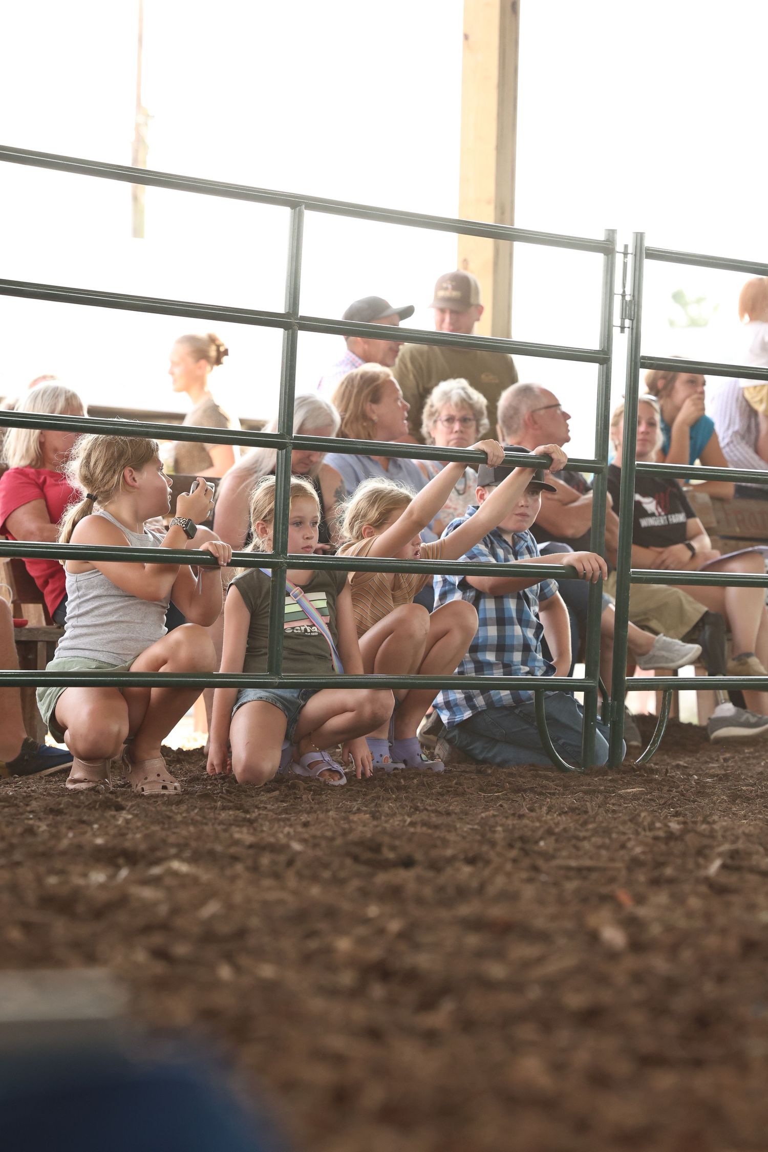 Young Kids Watching Beef Show