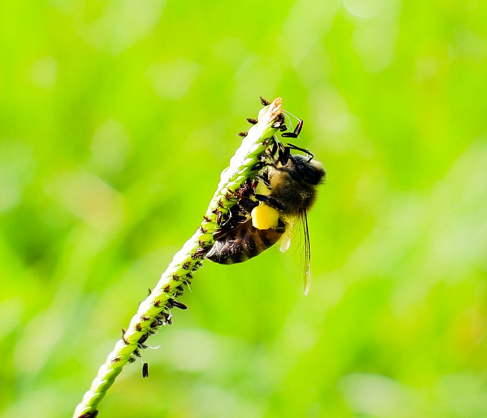 bee