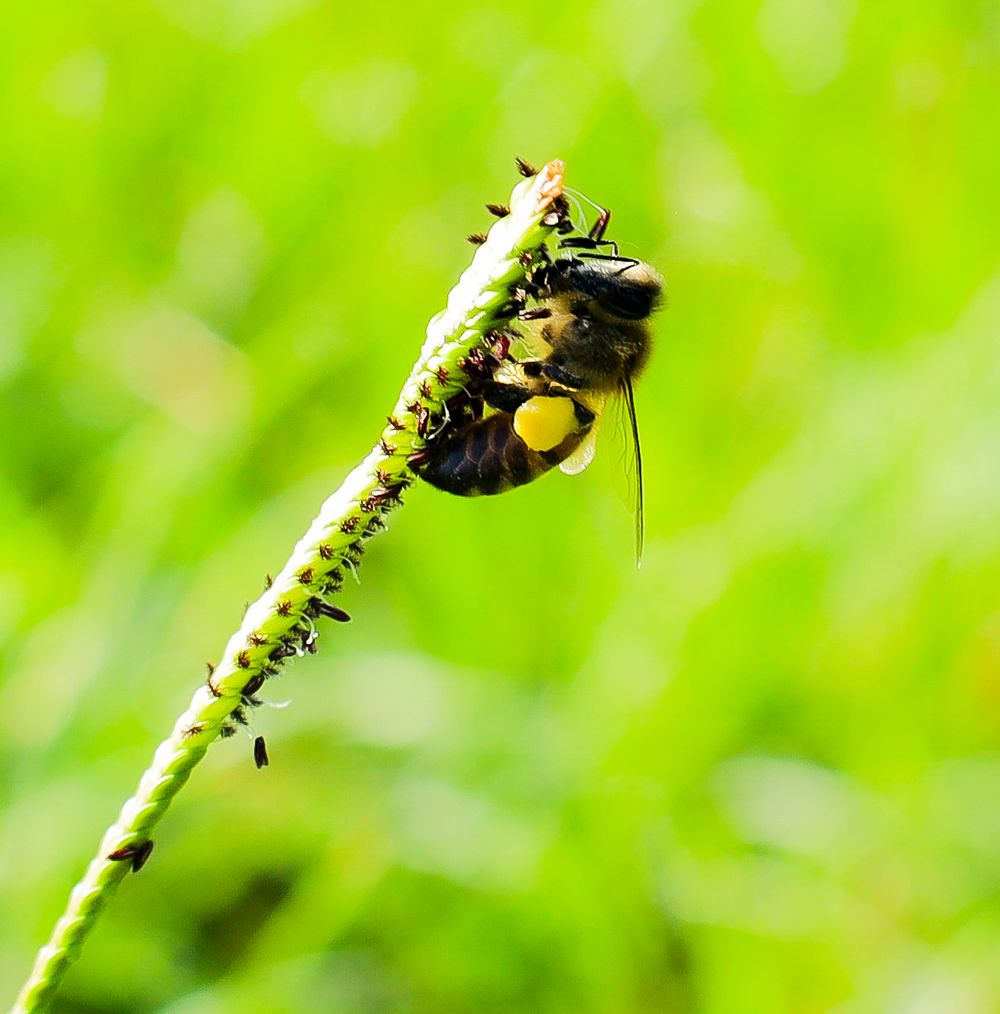 bee