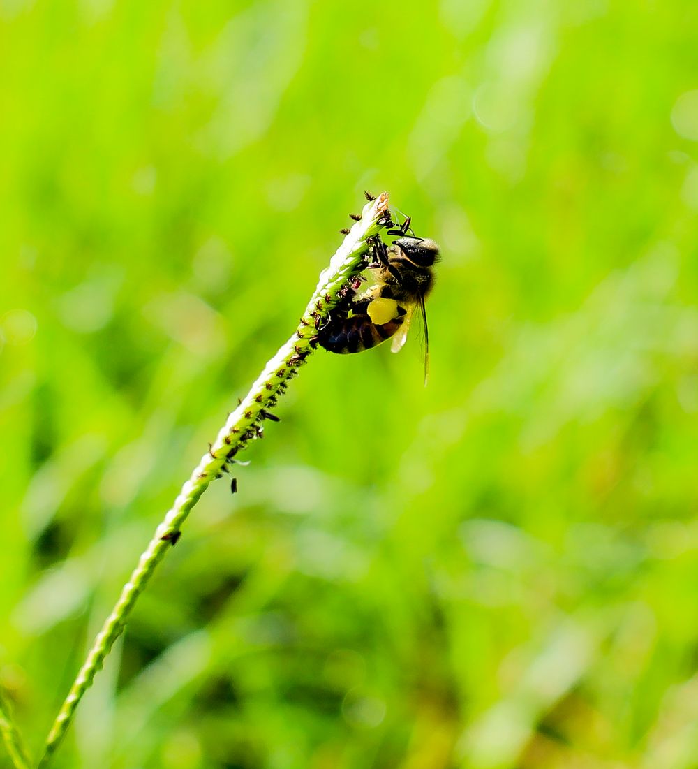 bee