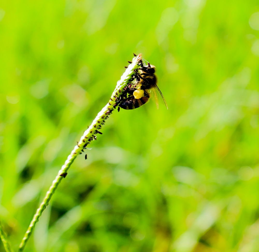 bee