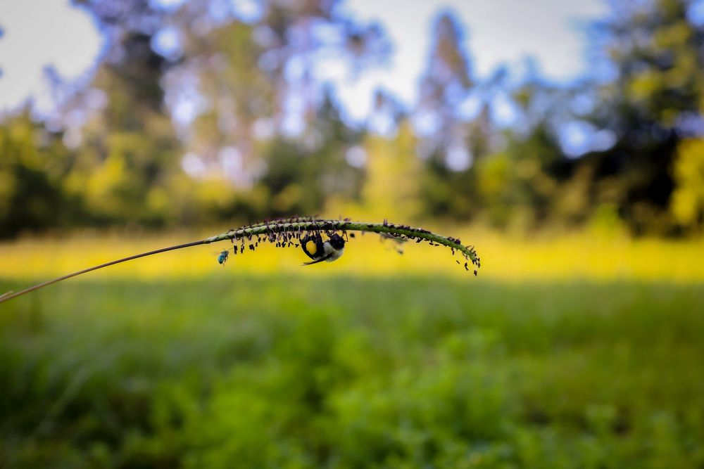 bee