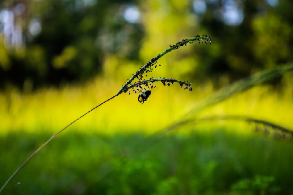 bee