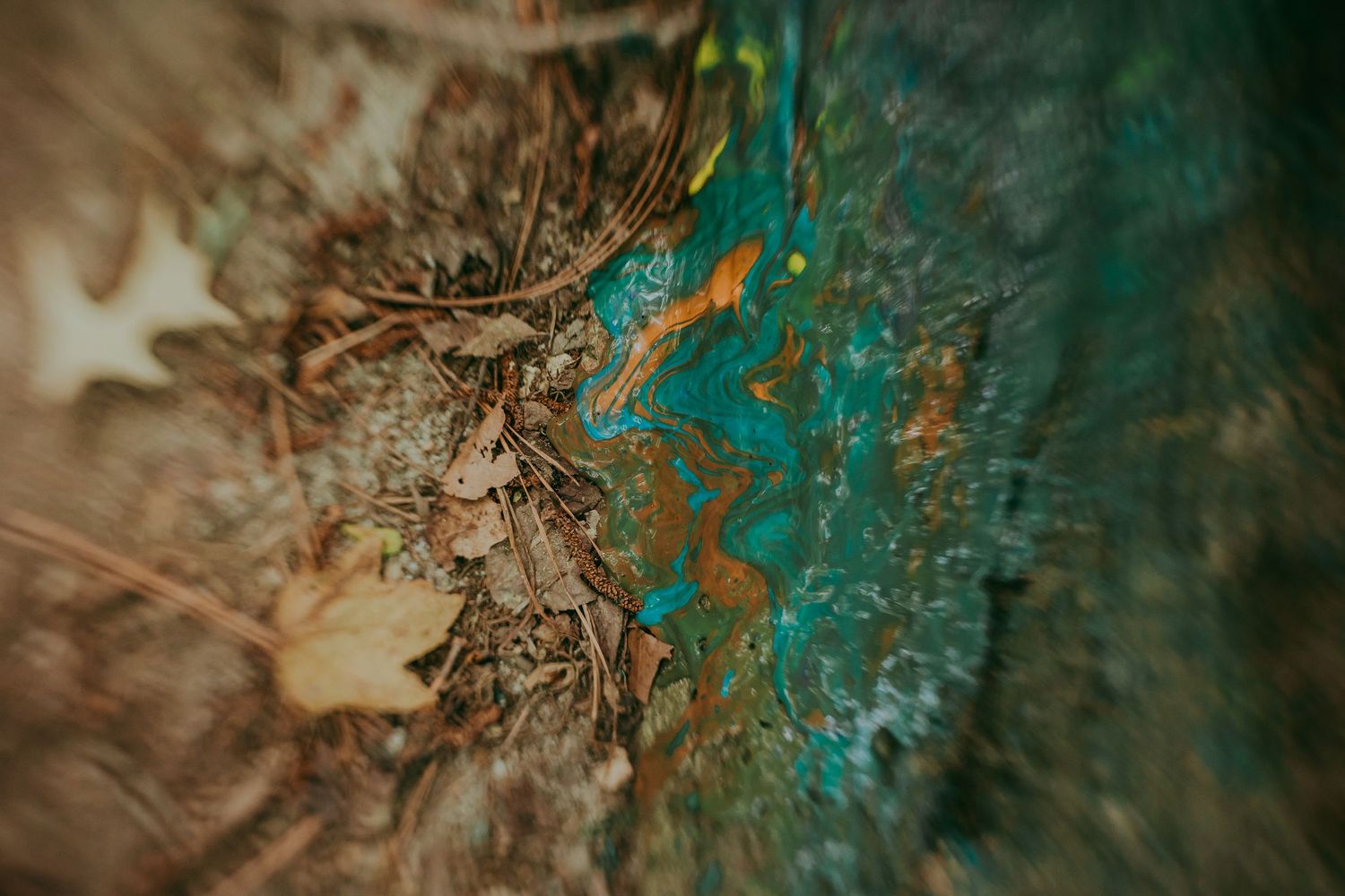 Abstract macro photography of dried plant material against turquoise background creates ethereal natural texture. Whitney Popp, Arizona