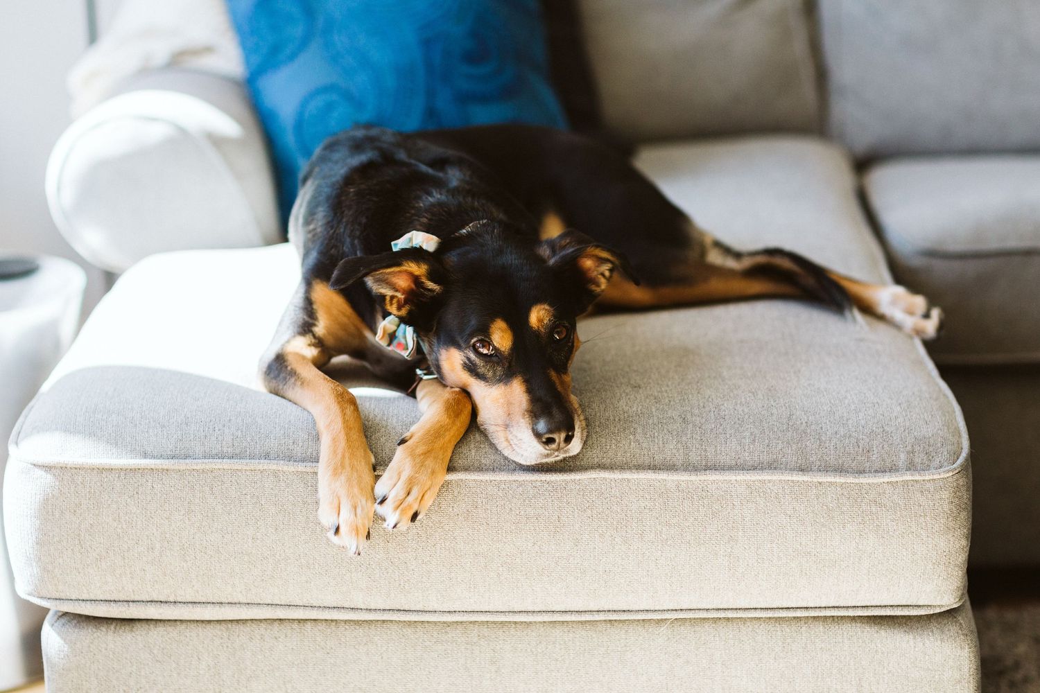 Black and white dog lounging on a plush white couch cushion.