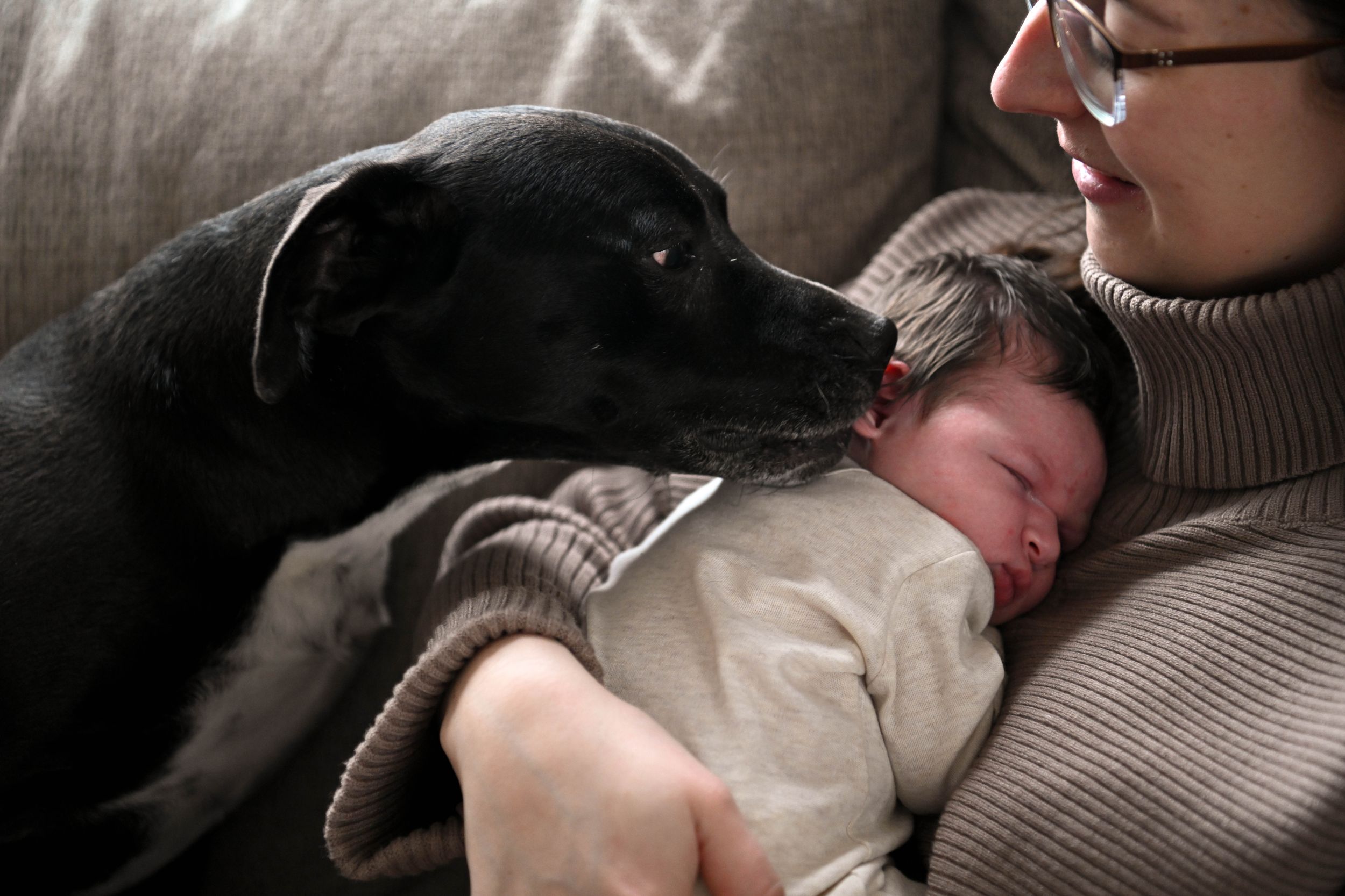 A black dog snuggles protectively next to a sleeping baby on a gray couch.