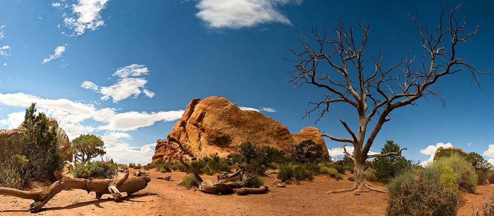 A large sandstone rock formation against a blue desert sky with bare tree branches in Arches National Park.