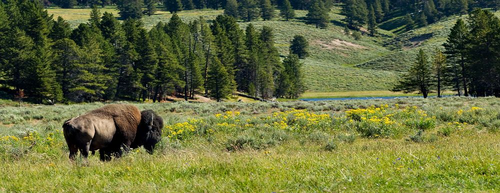 Wild bison grazes in green meadow with pine trees and rolling hills in Yellowstone National Park landscape.