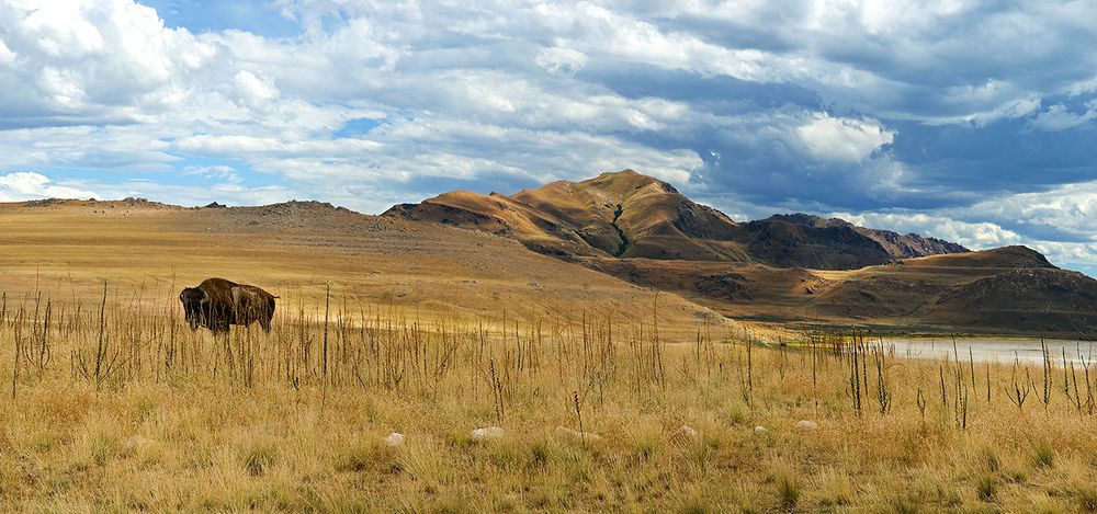 A lone bison grazes on golden prairie grass with rugged mountains and dramatic cloudy skies in the background.