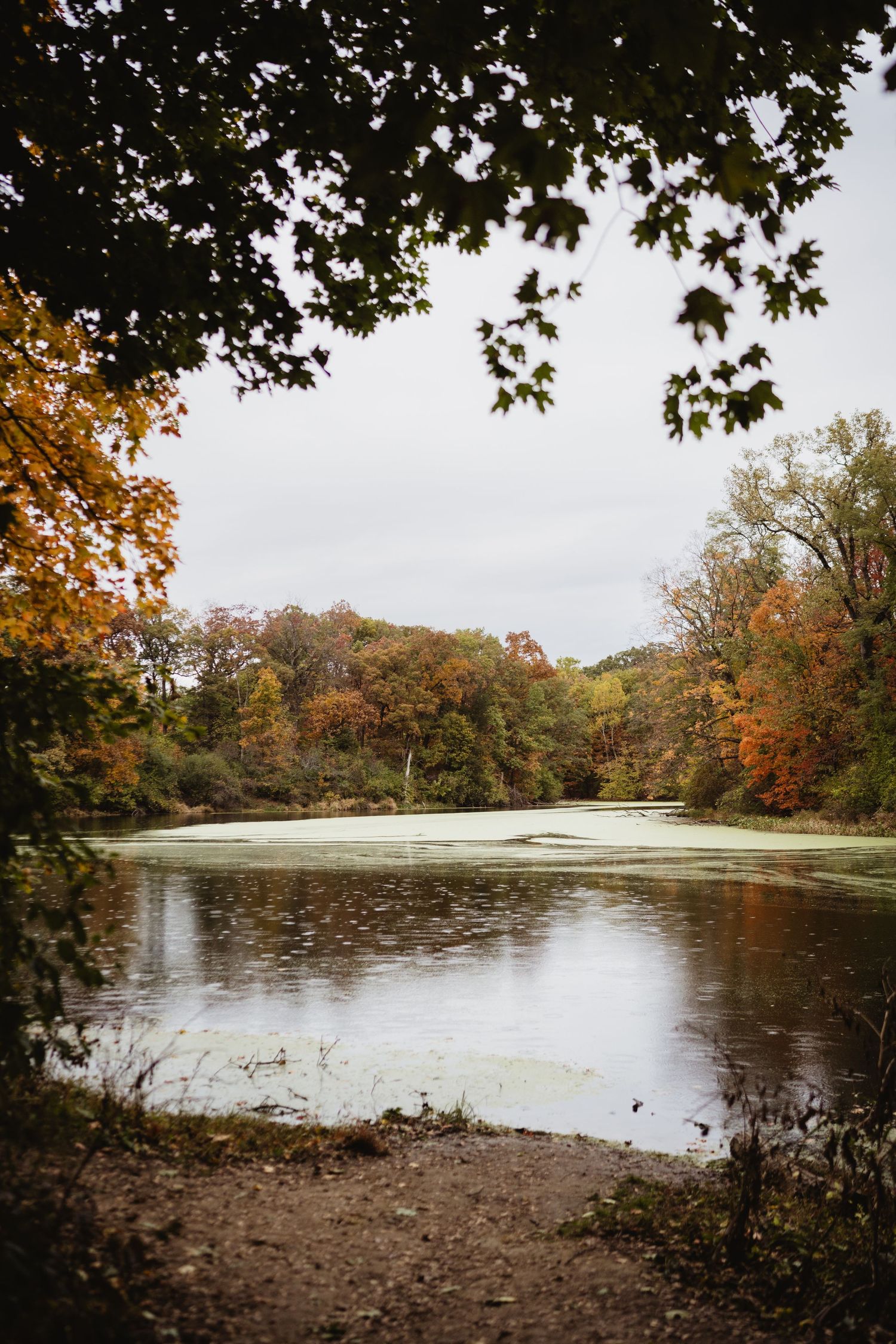 Panoramic view of a tranquil pond surrounded by autumn trees with colorful foliage reflecting on the still water's surface.