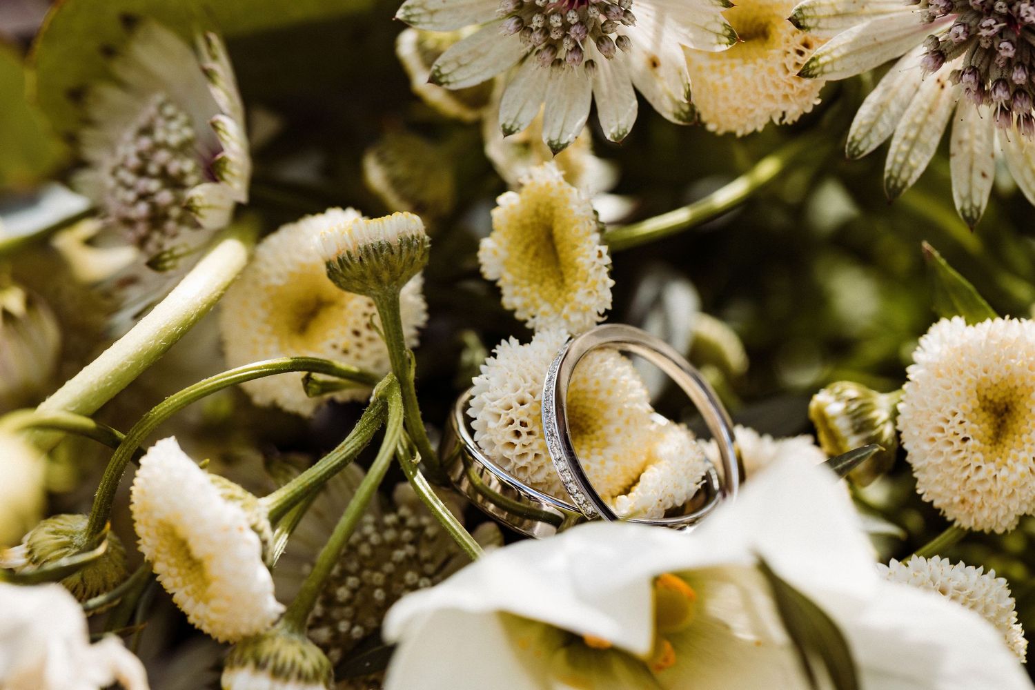 Delicate white and yellow daisies with dark centers arranged in a natural garden setting.