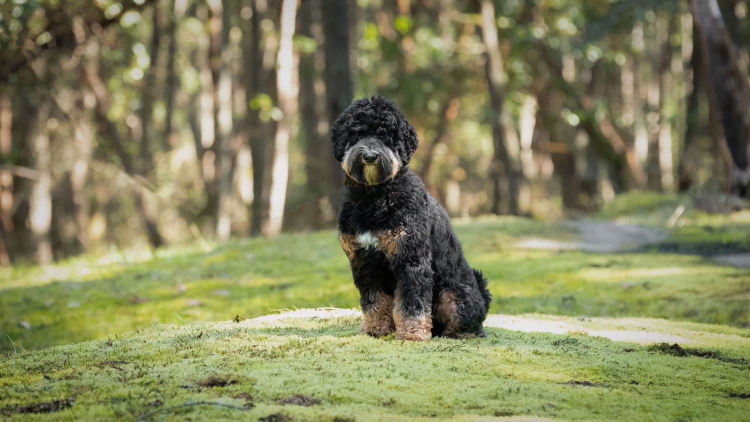 forest pet photography