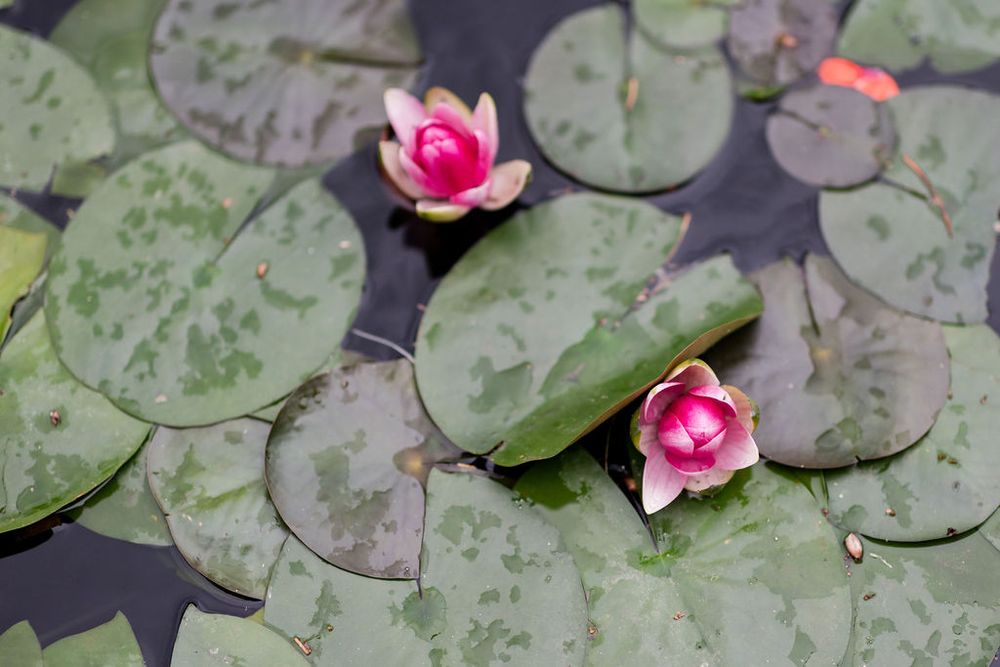 Pink water lily flowers float serenely on lily pads in a tranquil pond.