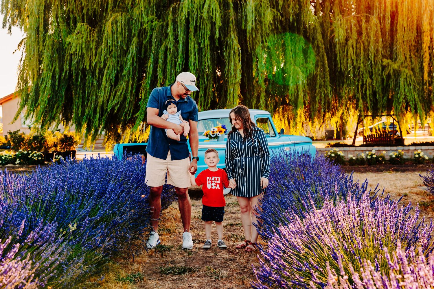 Purple lavender flowers bloom in rows under a weeping willow tree with golden sunlight filtering through.