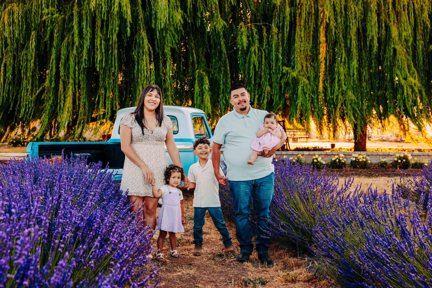 A group enjoys a summer evening stroll through vibrant purple lavender fields beneath golden sunlit willow trees.
