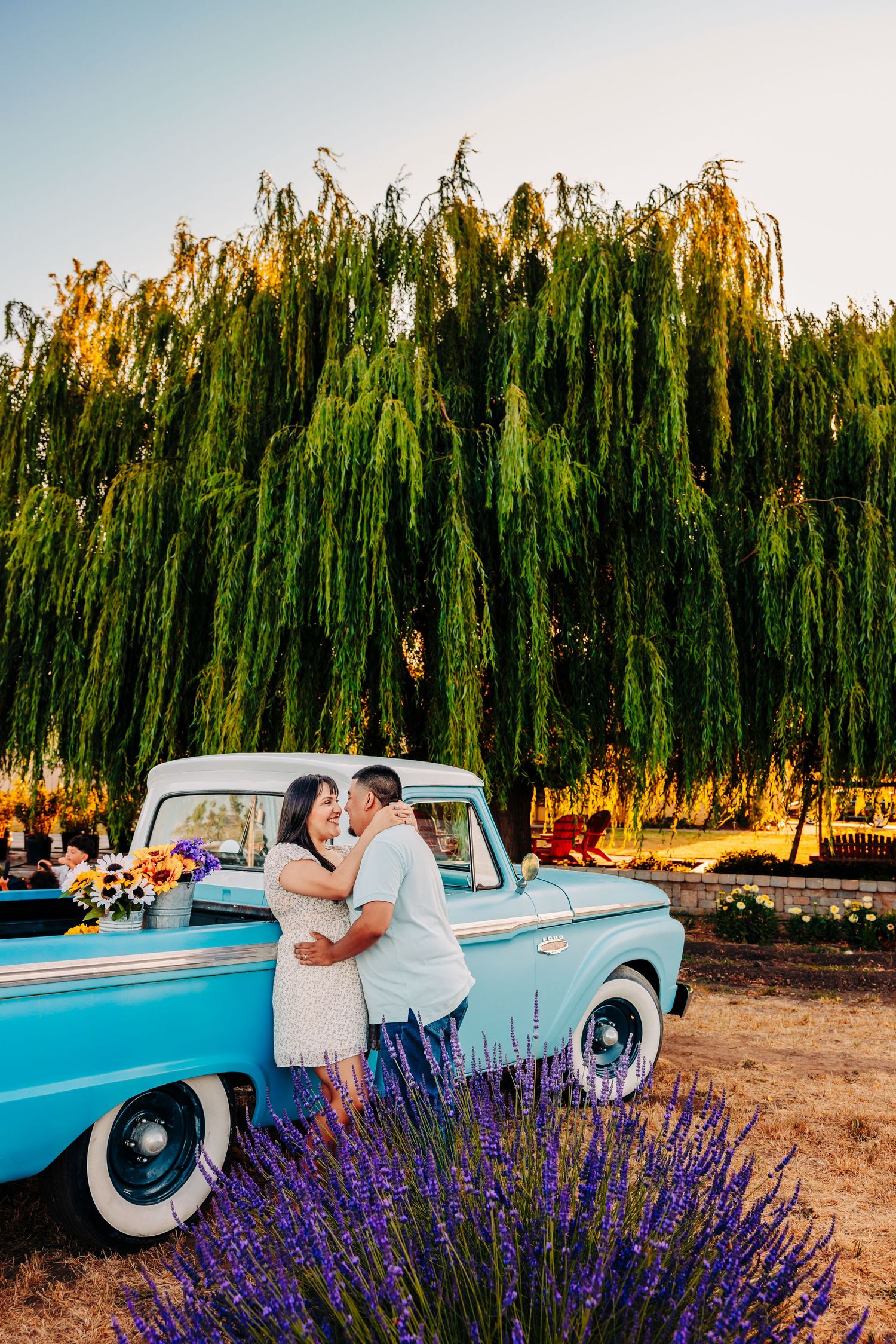 A classic blue vintage pickup truck parked near blooming purple lavender fields with weeping willow trees at sunset.