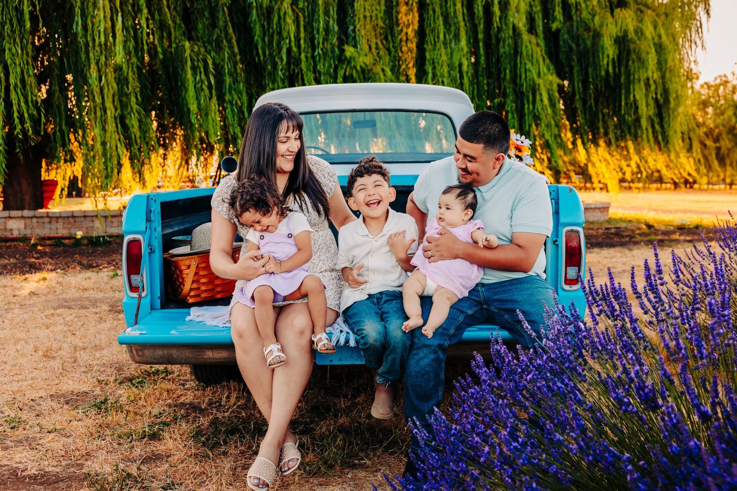 Family sits together on vintage blue truck near blooming purple lavender field at sunset.