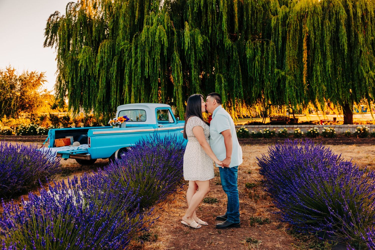 A couple stands together in a vibrant purple lavender field at sunset with a vintage blue truck in the background.