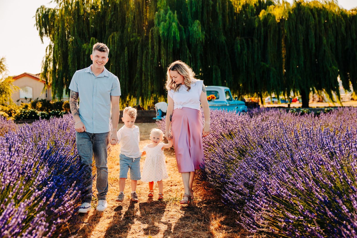 Sunset gathering in a lavender field with people sitting on a classic turquoise pickup truck.