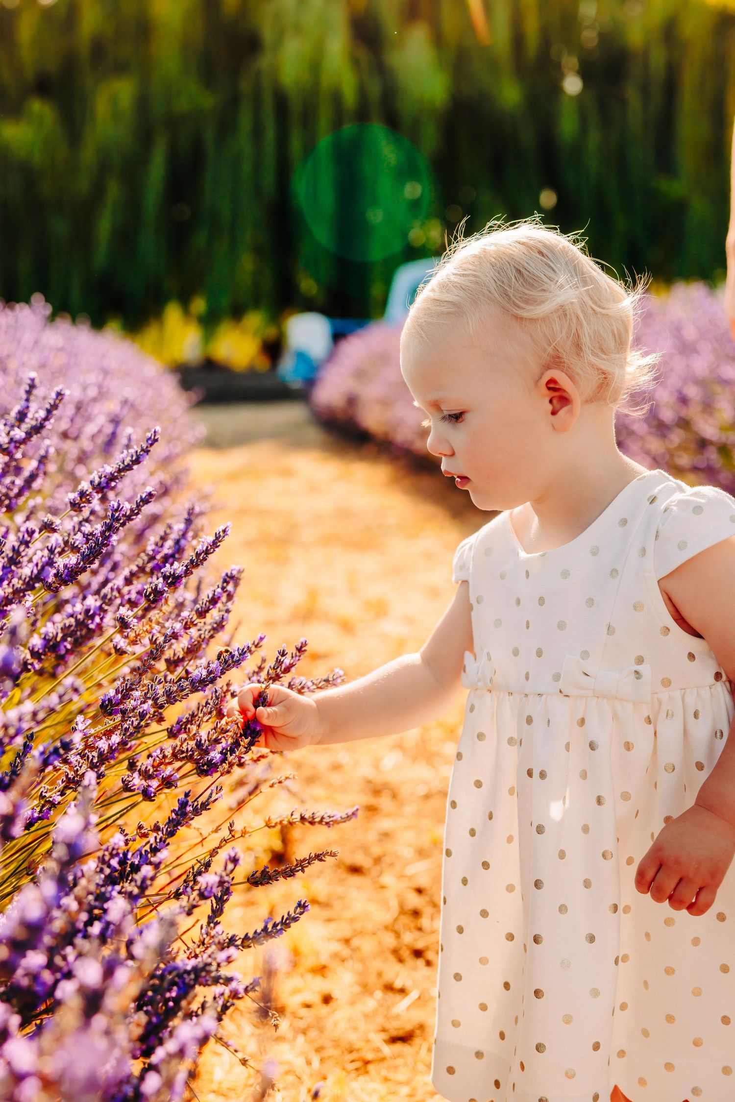 A small child in a white dress explores a blooming lavender garden on a sunny summer day.
