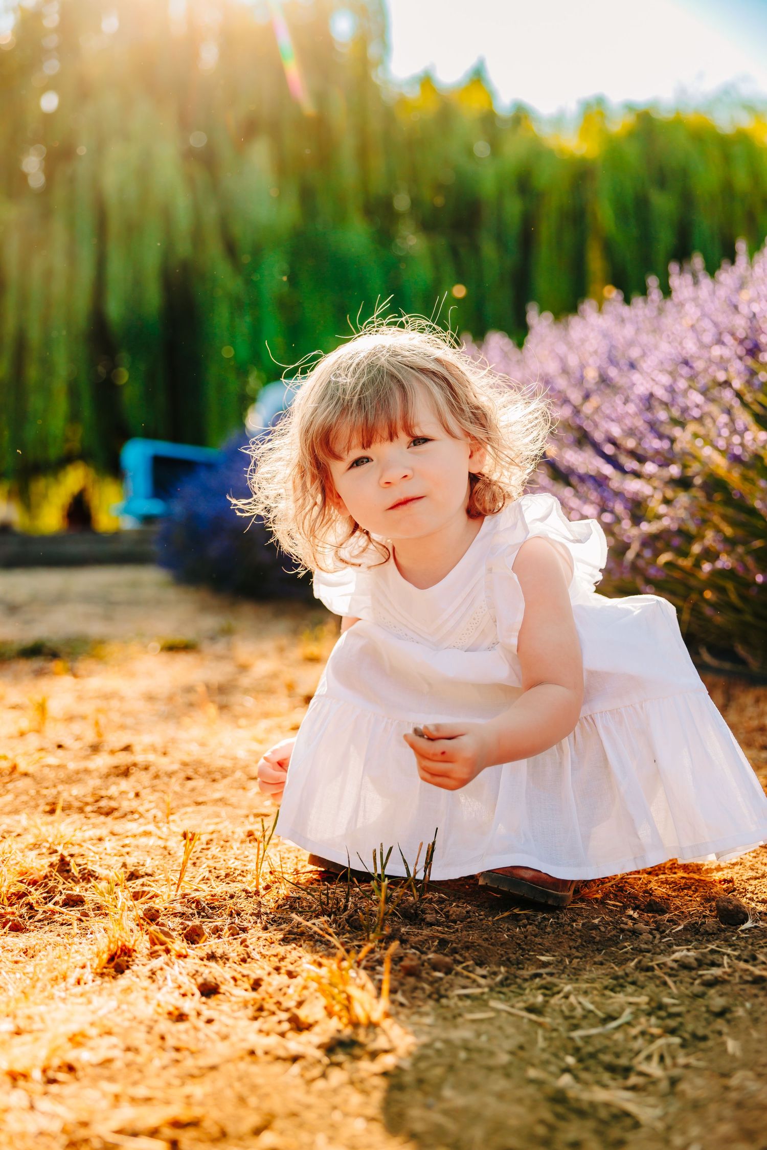 A child in a white dress sits on golden ground with purple flowers in the background during sunset.