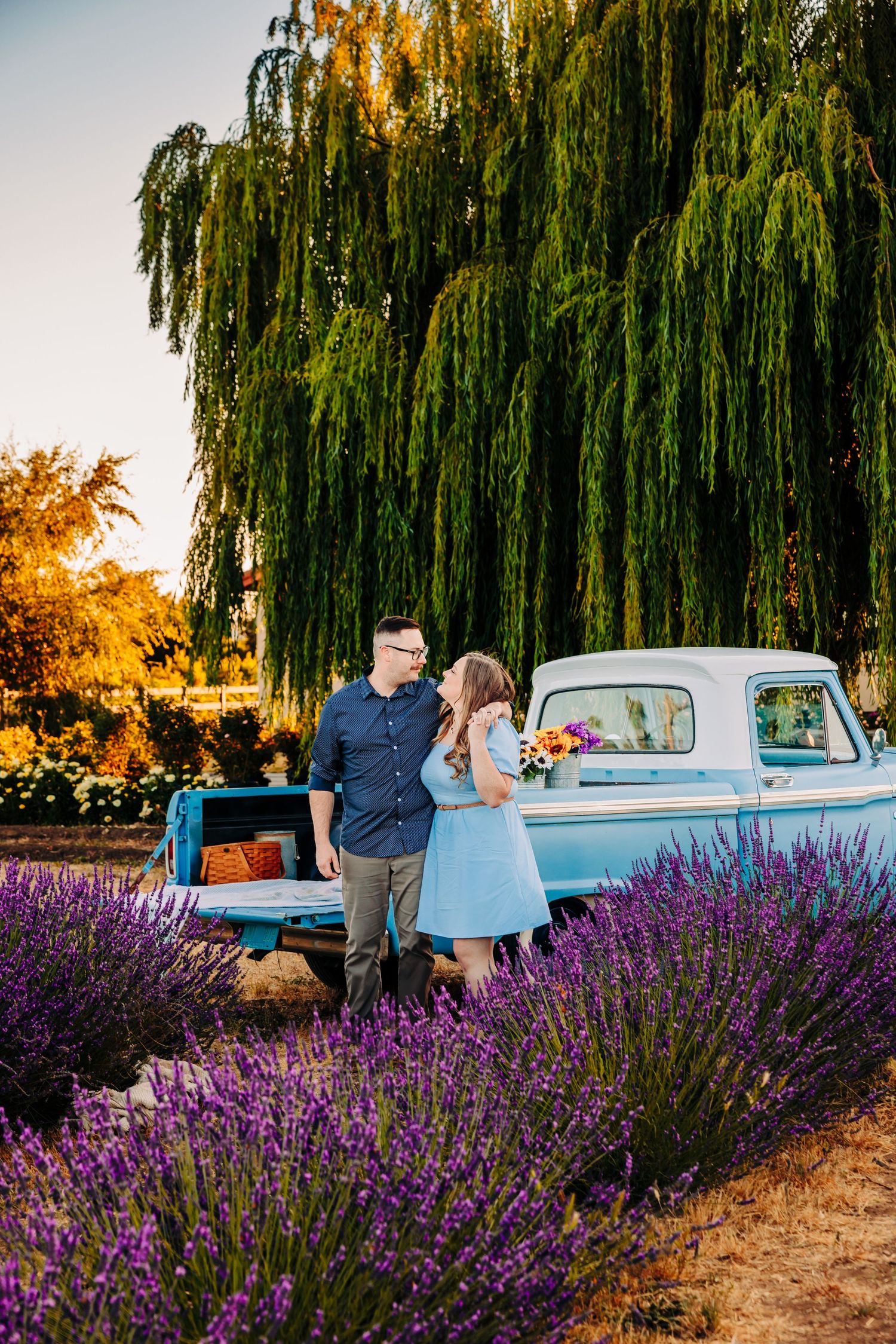 A vintage blue pickup truck parked in a lavender field at sunset with weeping willows in the background.