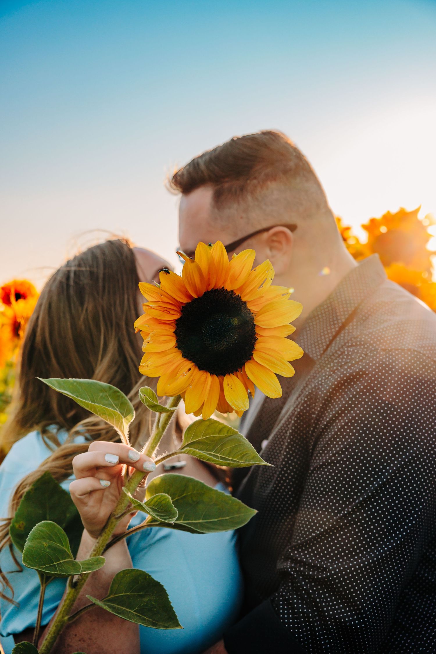 Bright sunflowers in foreground with soft sunset lighting and blue sky in background.
