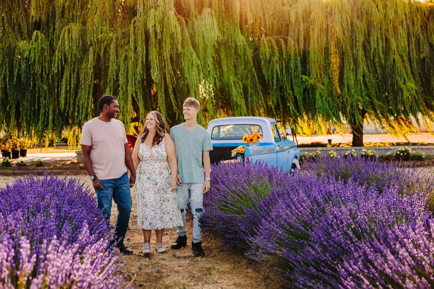 People walking through vibrant purple lavender fields at sunset with golden light filtering through trees.