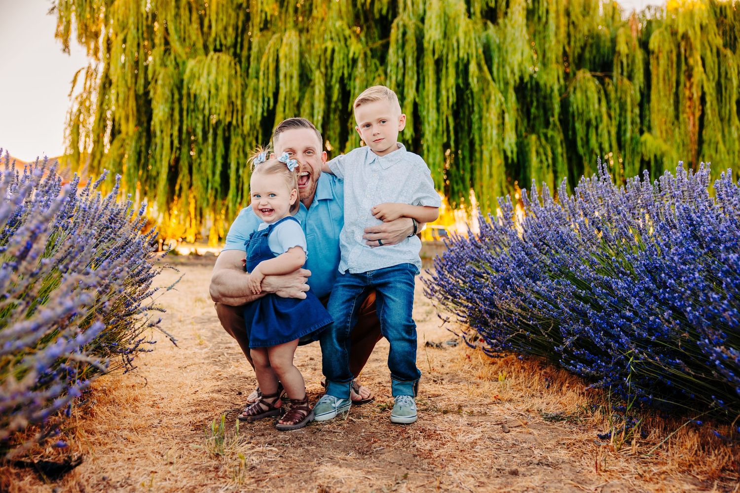 Beautiful outdoor scene with weeping willow trees and vibrant purple lavender flowers creating a romantic garden setting.