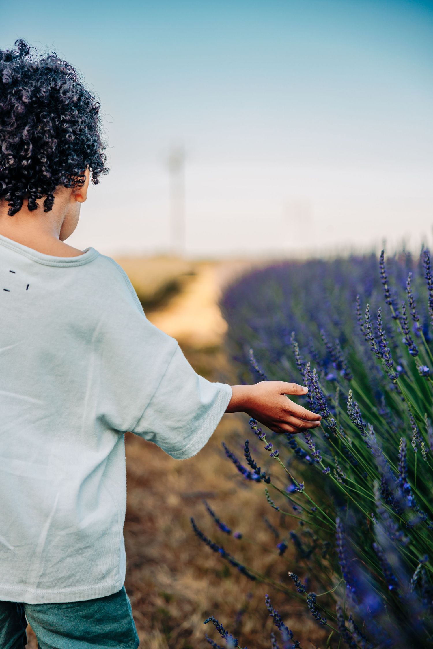 Someone wearing a light gray shirt gently touches purple lavender flowers in a sunny field during golden hour.