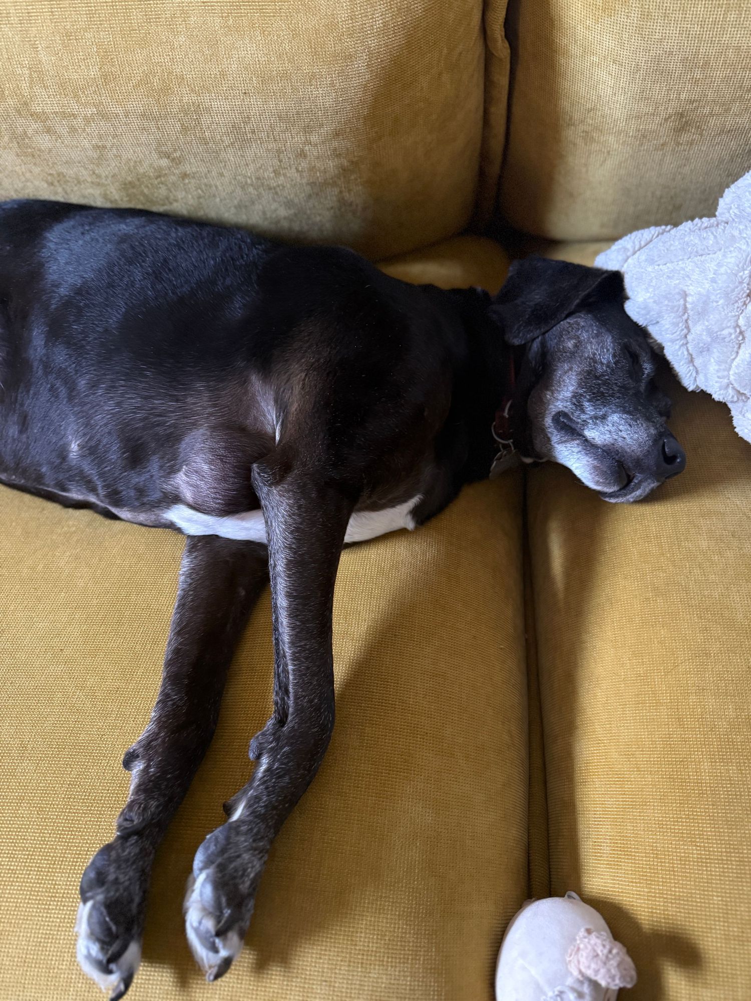 A black dog with white paws sleeps peacefully stretched out on a tan couch with a pink ball nearby.