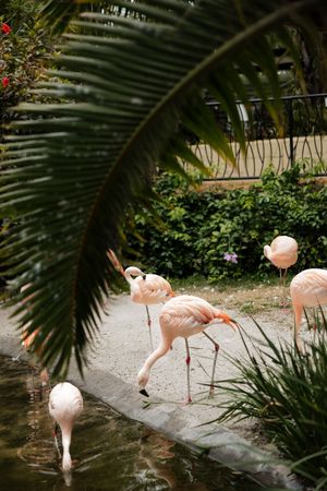 Pink flamingos wade in shallow water beneath palm fronds in a tropical garden setting.