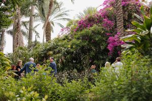 Tropical garden wedding venue with blooming bougainvillea and palm trees.