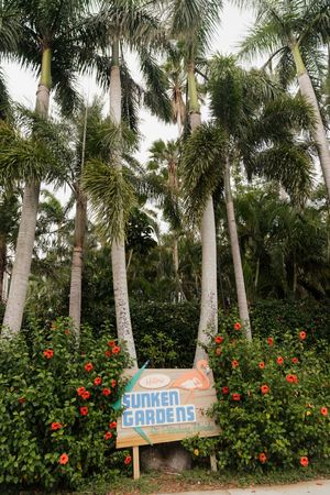Tropical garden path lined with tall palm trees and red flowering bushes.