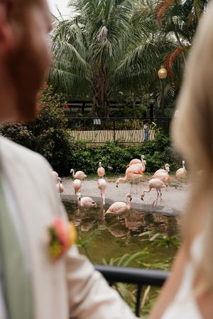 Pink flamingos create a tropical backdrop for an elegant wedding celebration.