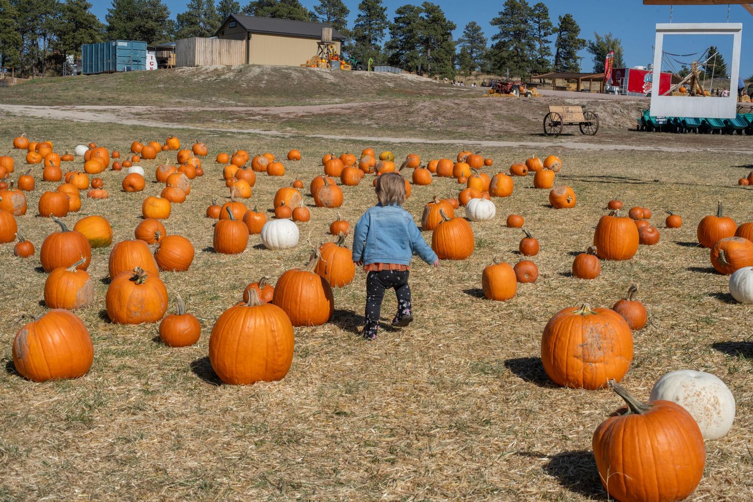 Rows of bright orange pumpkins scattered across a dry field at a seasonal pumpkin patch on a sunny autumn day.