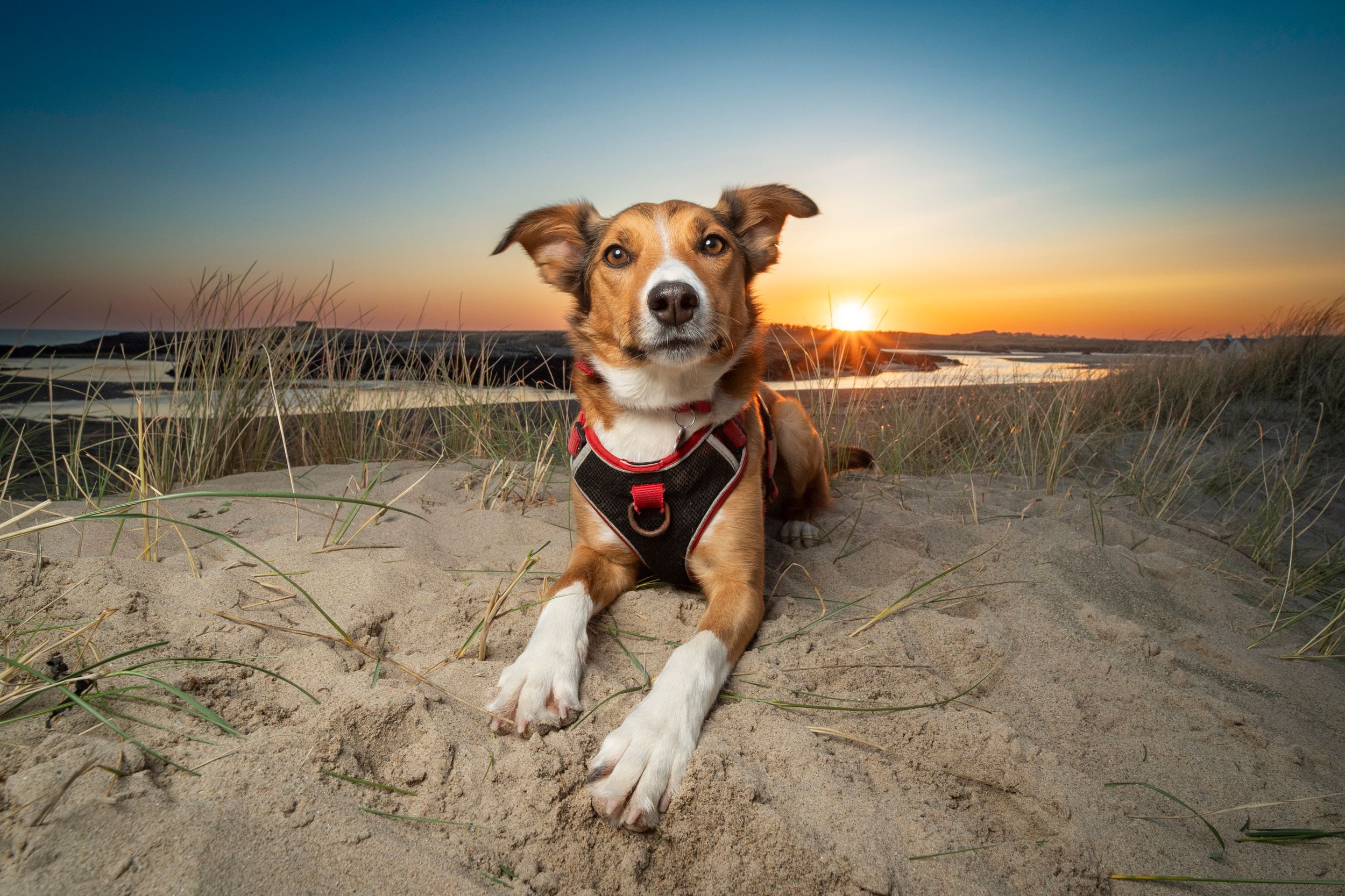Collie portrait on teh beach, Anglesey.