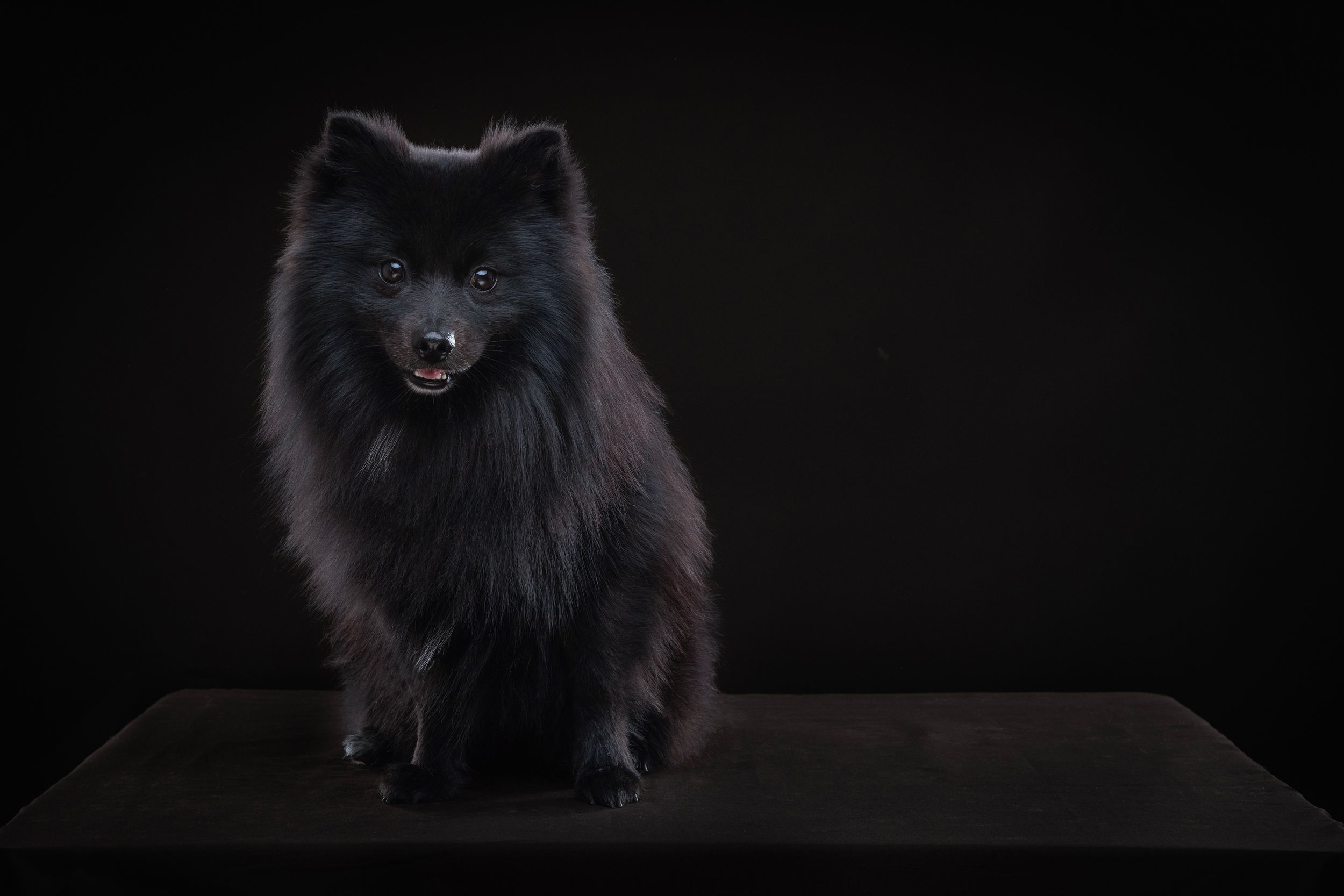 Pomeranian dog in the photographic studio, low-key lighting.