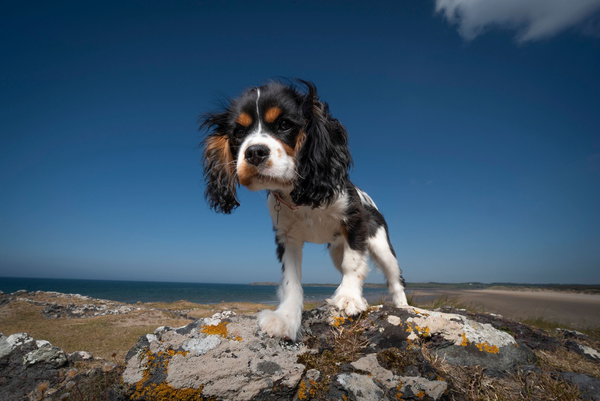Dog portrait at Llanddwyn Island, Anglesey, North Wales.