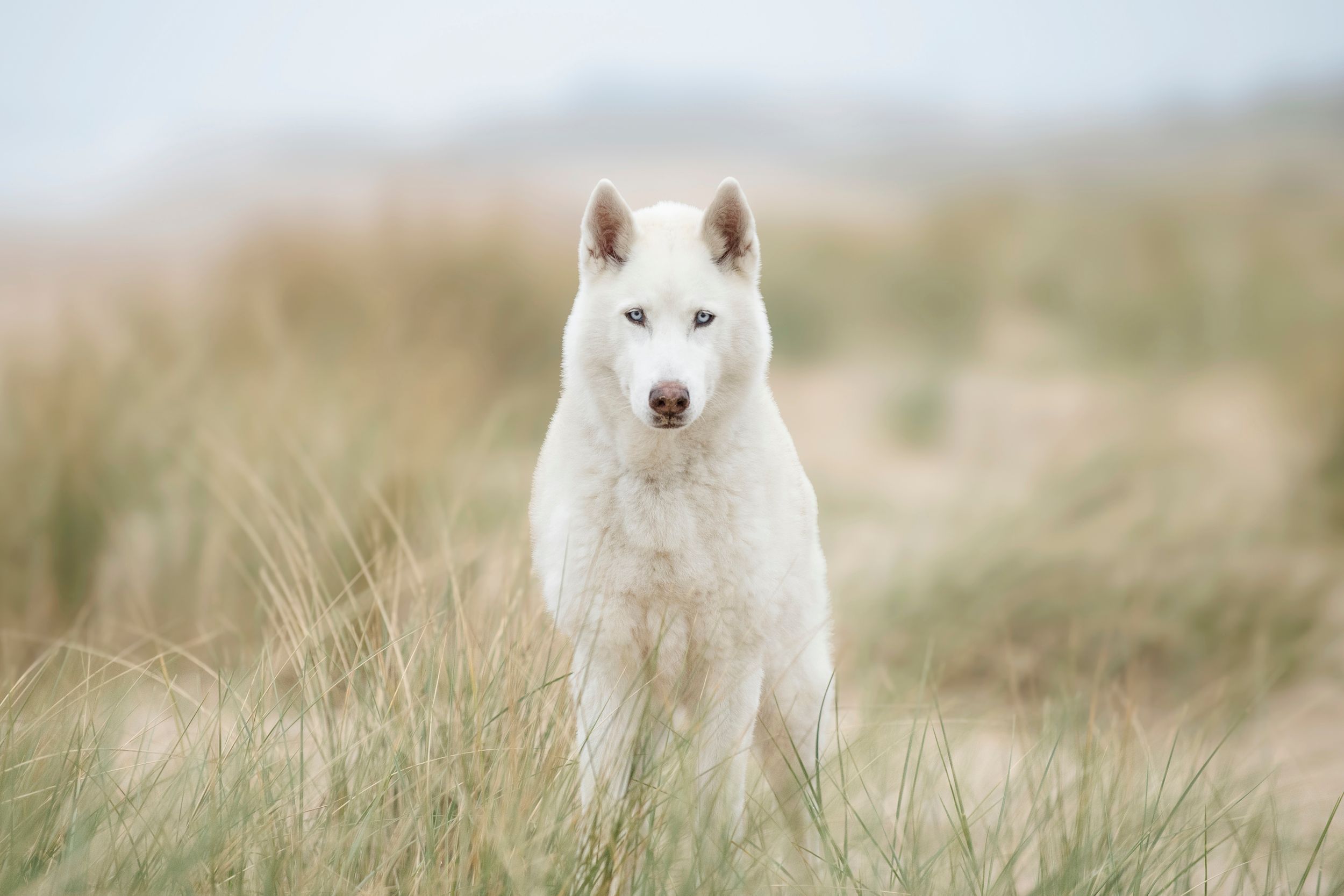 Husky portrait on teh beach in Mablethorpe.