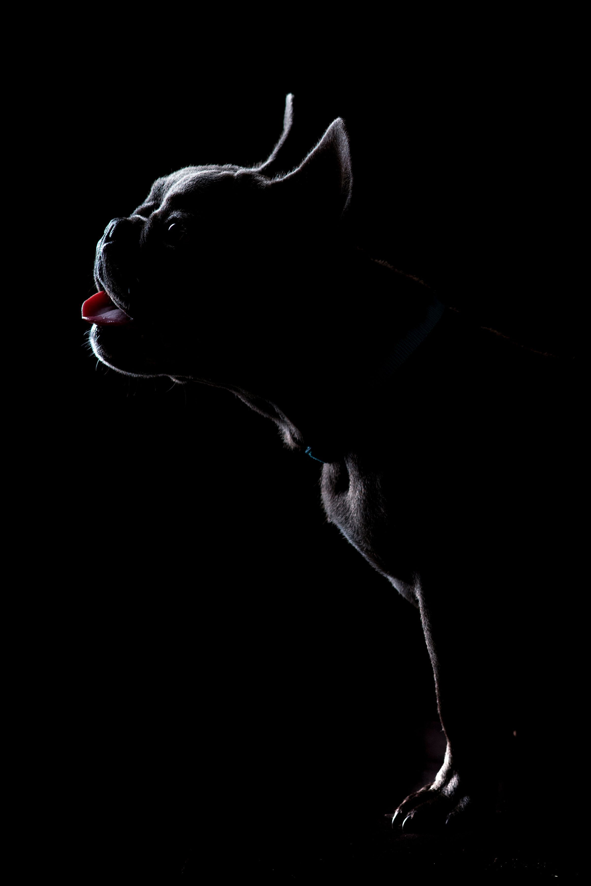 A French bulldog in a low-key studio set up.