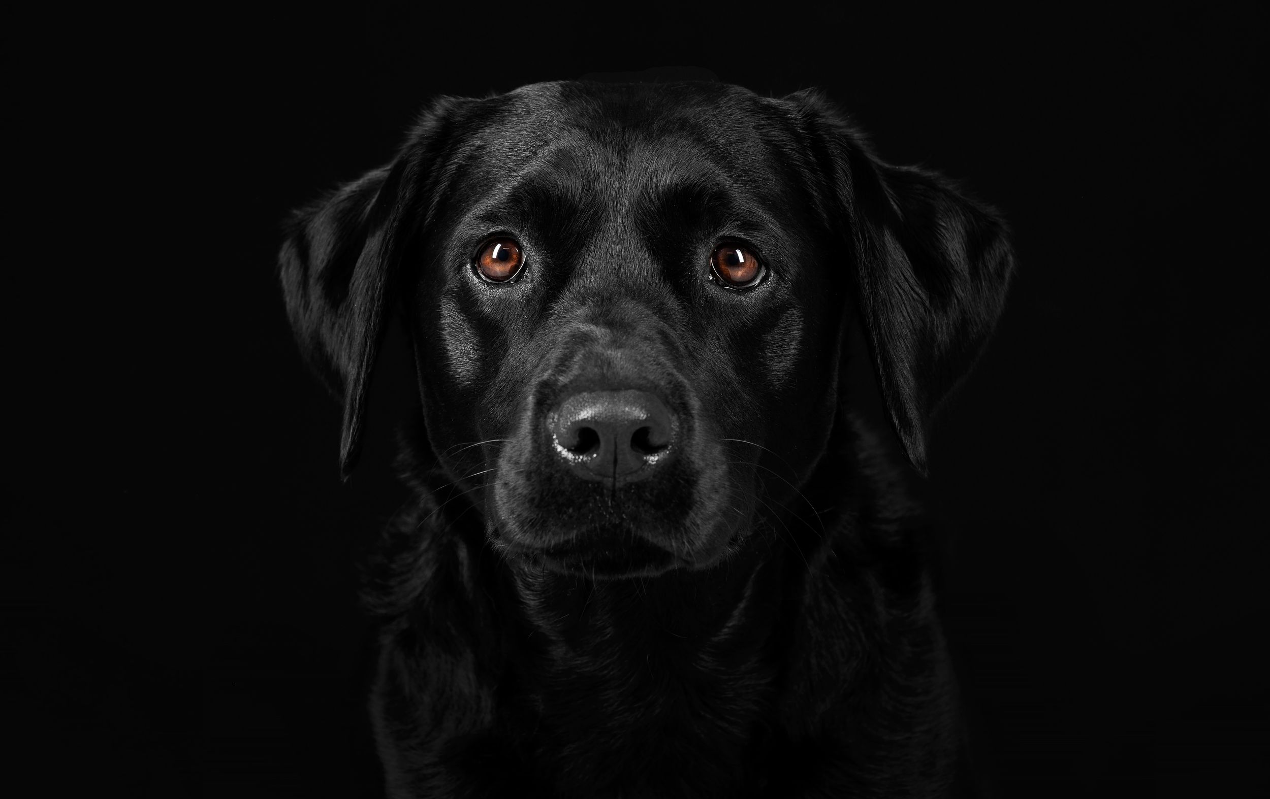 Low-Key Black Labrador dog shoot in the studio.