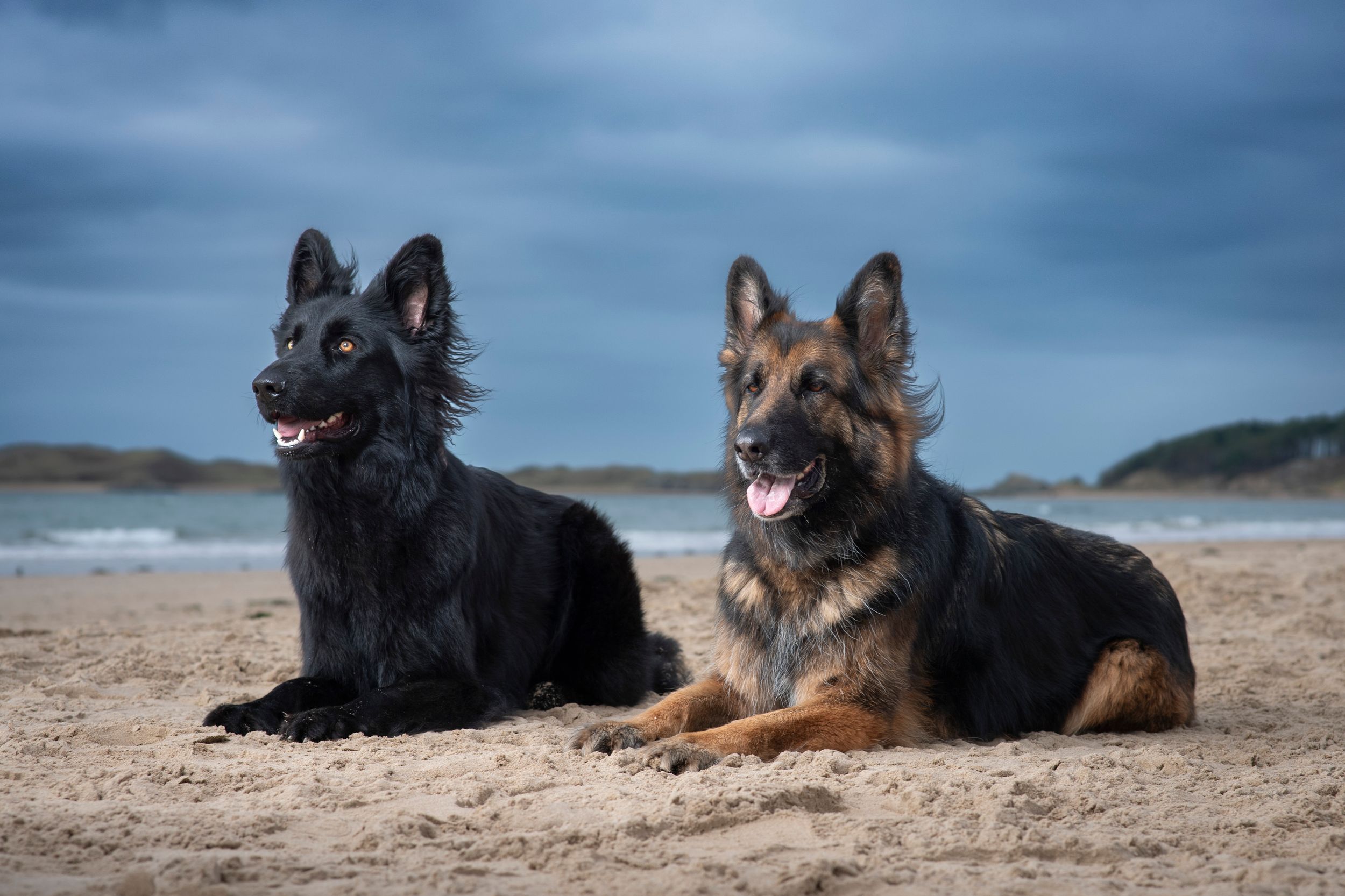 Dog portrait at Llanddwyn Island, Anglesey, North Wales.