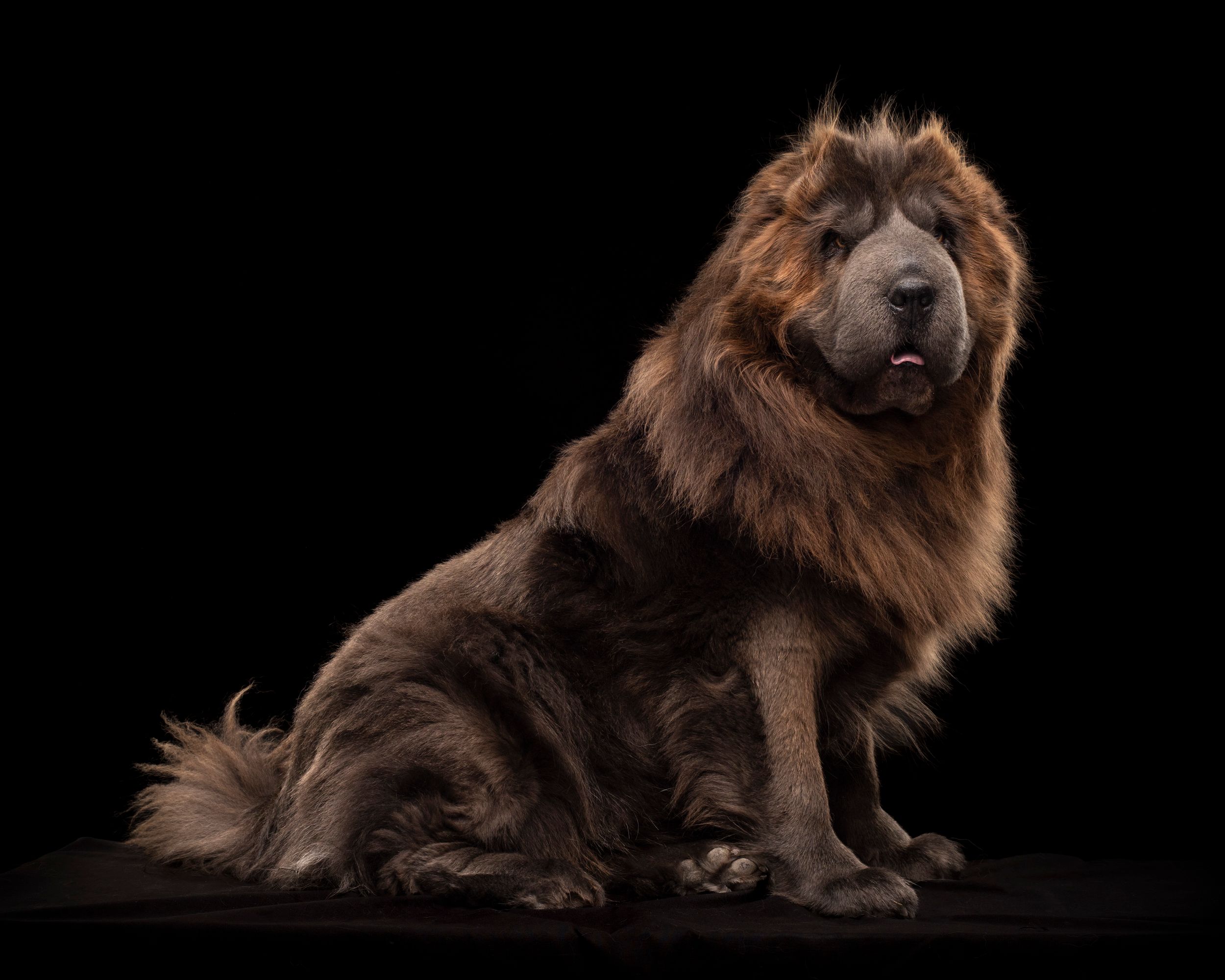 Low-key dog shoot, long haired Sharpei.