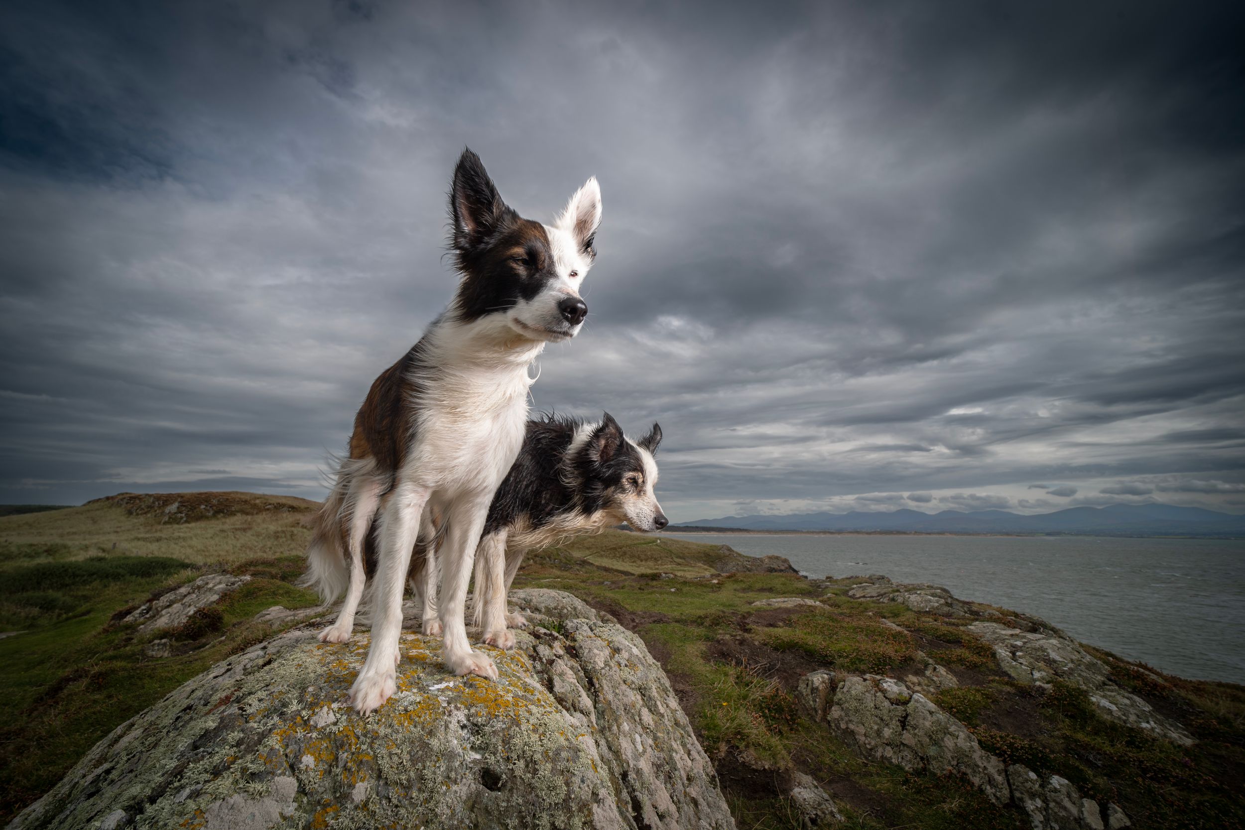 Dog portrait at Llanddwyn Island, Anglesey, North Wales.
