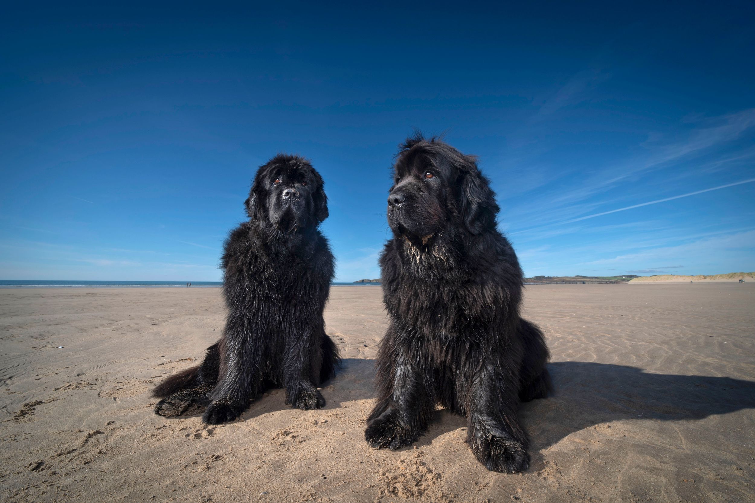 Dog portrait at Llanddwyn Island, Anglesey, North Wales.