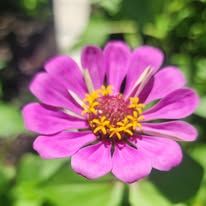 Vibrant pink zinnia flower in full bloom with detailed center.