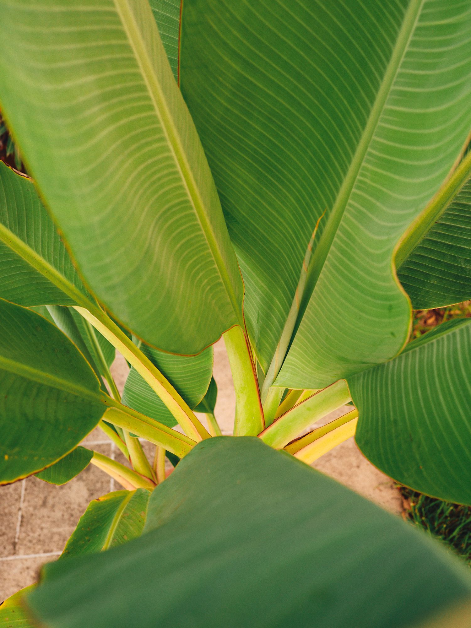 Close-up view of vibrant green banana leaves with overlapping patterns creating a natural tropical texture.