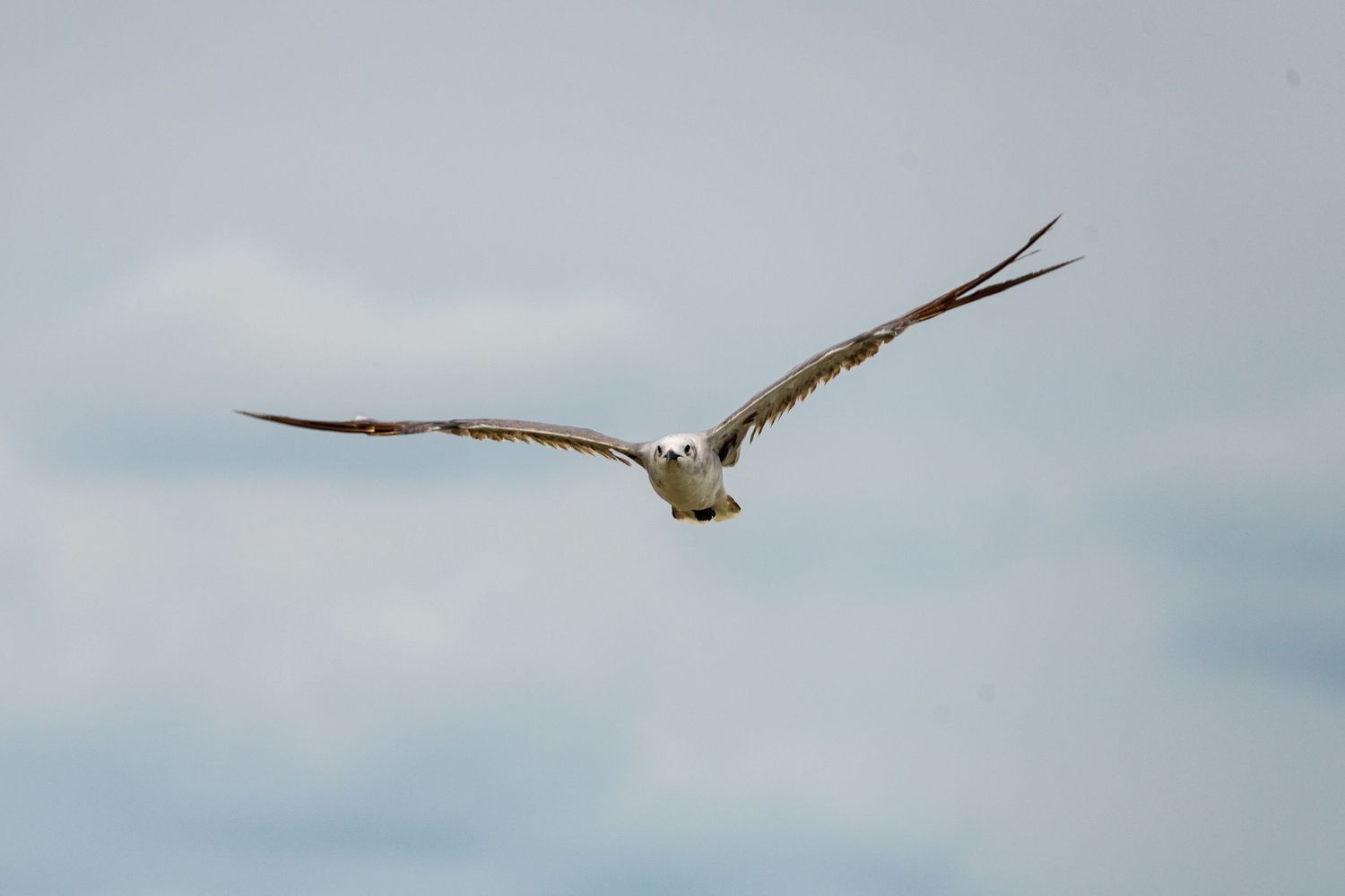 Sea Gull Flying with white clouds in background