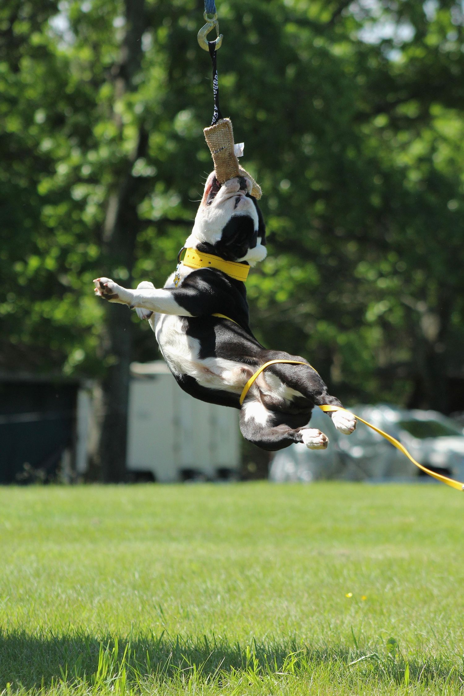American Bulldog spring pole